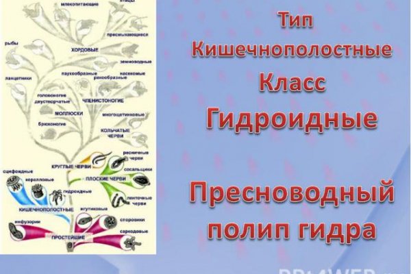 Кракен зеркало krakenat2krnkrnk com